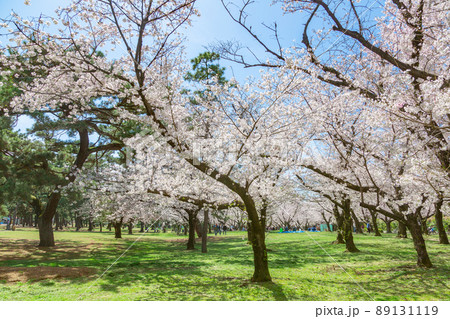 浜寺公園で満開に咲く桜 89131119