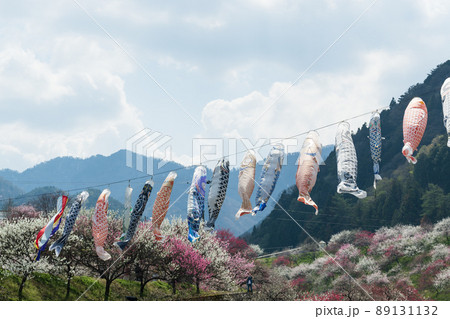 日本一の桃源郷 川沿いに赤白ピンクの3色の花が咲き誇る圧巻な花桃と泳ぐ鯉のぼり 日本一の桃源郷 川沿いに赤白ピンクの3色の花が咲き誇る圧巻な花桃と泳ぐ鯉のぼり 89131132