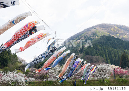 日本一の桃源郷 川沿いに赤白ピンクの3色の花が咲き誇る圧巻な花桃と泳ぐ鯉のぼり 89131136