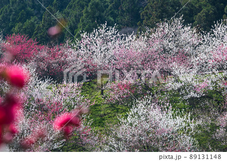日本一の桃源郷 土手沿いに赤白ピンクの3色の圧巻な花桃が咲き誇る 日本一の桃源郷 土手沿いに赤白ピンクの3色の圧巻な花桃が咲き誇る 89131148