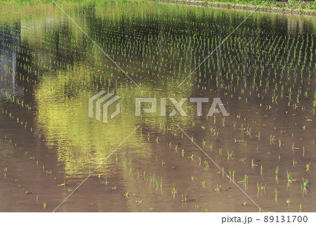 200524瓜巣sm004 89131700