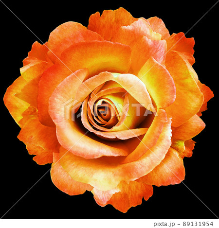 yellow rose flower on black isolated background with clipping path. Closeup. For design. Nature. yellow rose flower on black isolated background with clipping path. Closeup. For design. Nature. 89131954