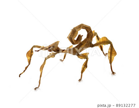 stick insect in studio stick insect in studio 89132277