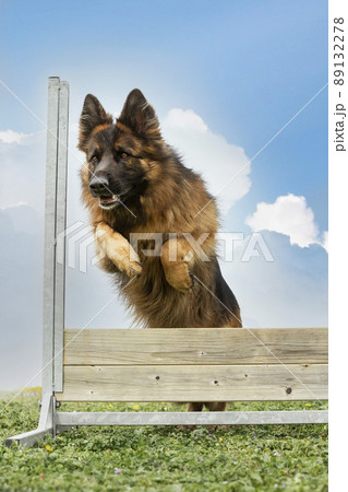 training of jumping training of jumping 89132278