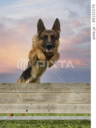 training of jumping training of jumping 89132279