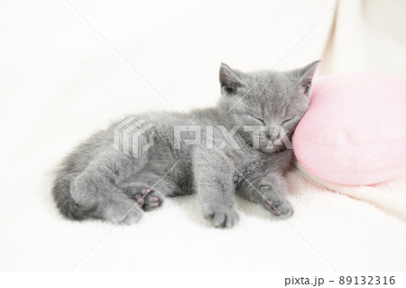 白バックと眠るシャルトリューの仔猫 89132316