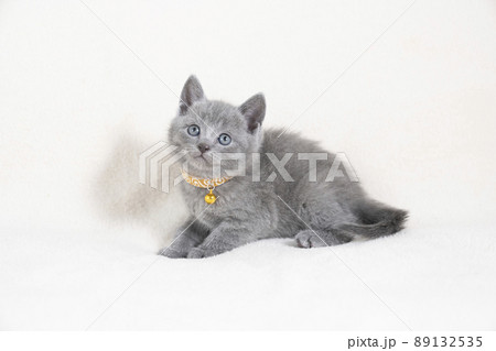 白バックと黄色い首輪をしたシャルトリューの仔猫 89132535