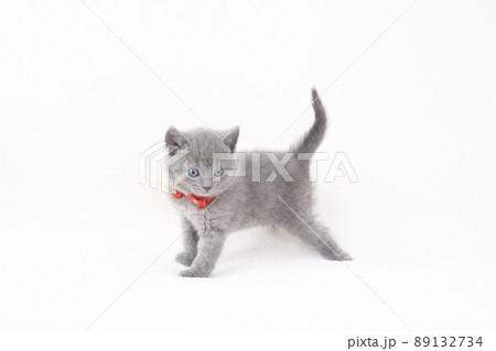 白バックと赤い鈴をつけたシャルトリューの仔猫 白バックと赤い鈴をつけたシャルトリューの仔猫 89132734