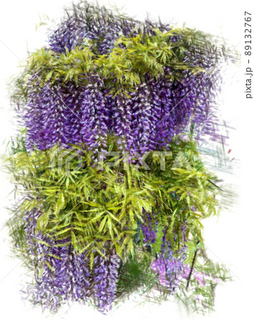 藤の花(ふじの咲く丘) 藤の花(ふじの咲く丘) 89132767