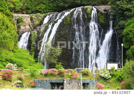 【鹿児島県】龍門滝と躑躅（日本の滝百選） 89132907