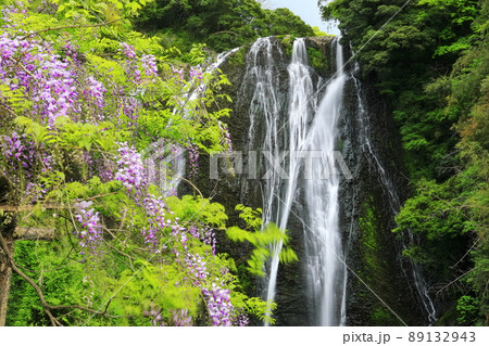【鹿児島県】龍門滝と藤（日本の滝百選） 89132943