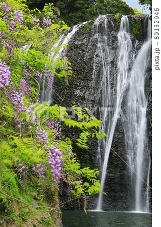【鹿児島県】龍門滝と藤（日本の滝百選） 89132946