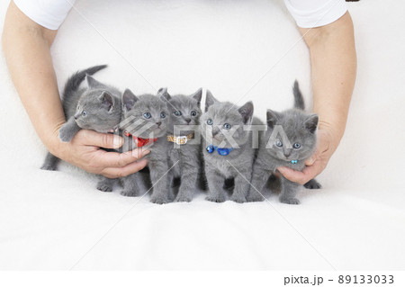 抱えられた5匹のシャルトリューの子猫 89133033