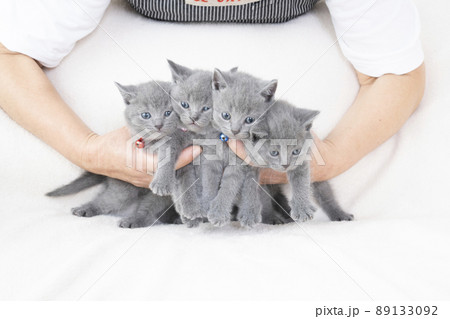 抱えられた5匹のシャルトリューの子猫 89133092