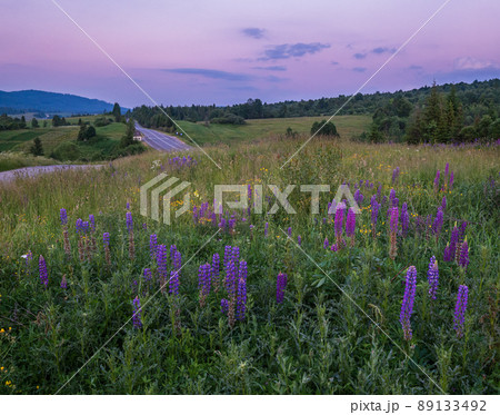 Twilight June Carpathian mountain countryside meadows. with beautiful wild flowers Twilight June Carpathian mountain countryside meadows. with beautiful wild flowers 89133492