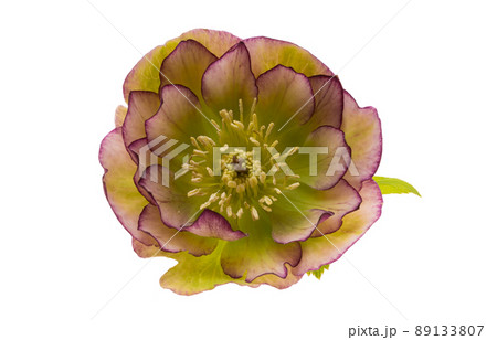 hellebore flower isolated hellebore flower isolated 89133807