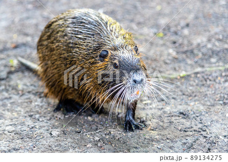 Nutria sitting on the ground Nutria sitting on the ground 89134275