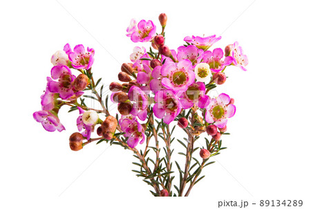 wax rose myrtle flowers isolated 89134289