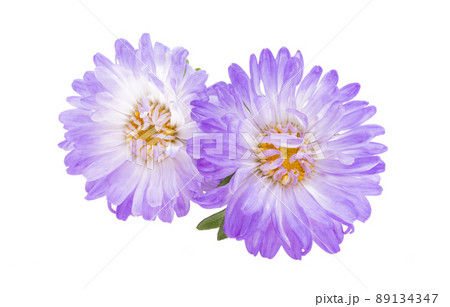 aster flower isolated 89134347