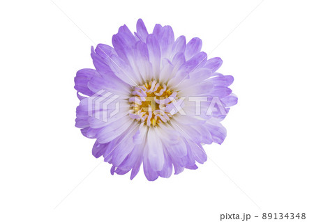 aster flower isolated 89134348