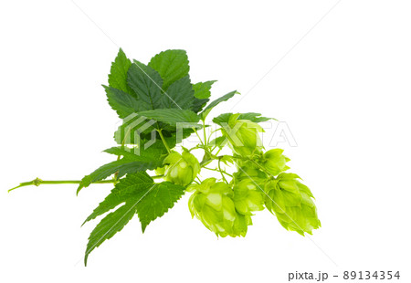 hop cones isolated hop cones isolated 89134354