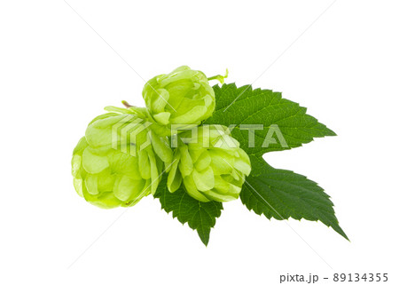 hop cones isolated 89134355