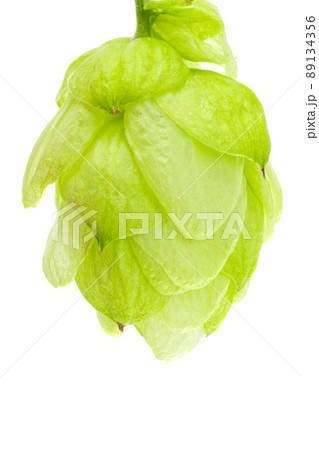 hop cones isolated 89134356