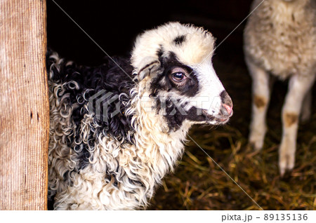 Little lamb, white with black face, portrait. Looking at the camera. Mountain Carpathian breed. Little lamb, white with black face, portrait. Looking at the camera. Mountain Carpathian breed. 89135136