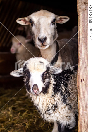 little lamb with its mother, white with a black face, portrait. Looking at the camera. Vertical photo. Mountain Carpathian breed. 89135138
