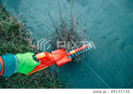 Working in the garden.Trimming overgrown dry lavender bush by red electric hedge clippers at spring garden Working in the garden.Trimming overgrown dry lavender bush by red electric hedge clippers at spring garden 89135736