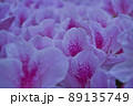 世界一面に広がったつつじの花 89135749
