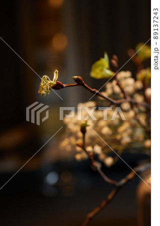 Buds on a branch on a blurred background. 89137243