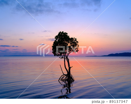 ヤエヤマヒルギと夕焼け 89137347