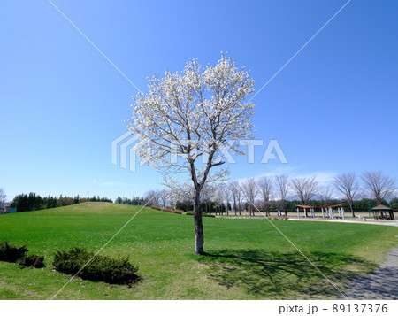 コブシの花 89137376