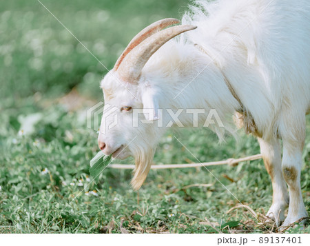 ヤギ 89137401