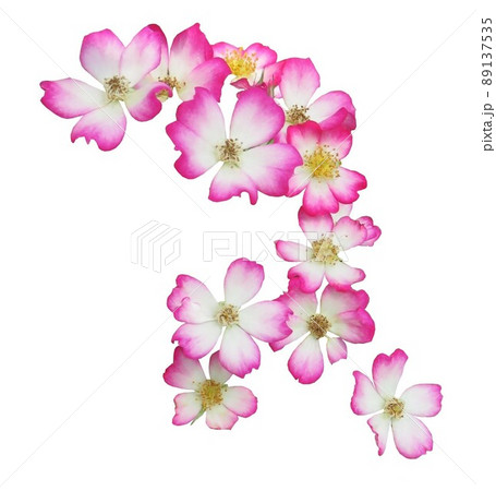 薔薇の花、モーツアルト　白抜き 89137535