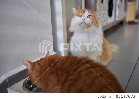 cat feeding premium wet food in aluminum tray. 89137673