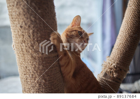 Funny domestic cat climbs up the cat pole. Funny domestic cat climbs up the cat pole. 89137684