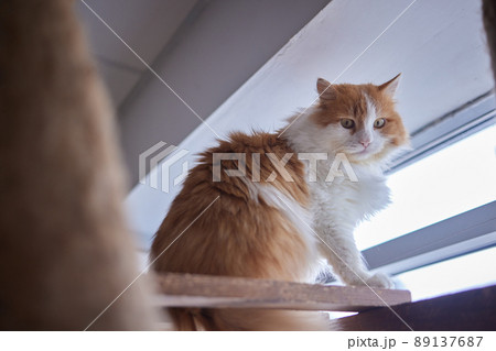 Funny domestic cat climbs up the cat pole. 89137687