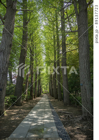 春新緑の大田黒公園 89137723