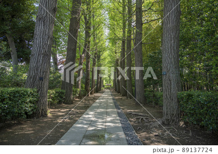 春新緑の大田黒公園 89137724