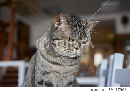 Close-up of a cat face. Portrait of a female kitten. Cat looks curious and alert. Detailed picture of a cats face. Close-up of a cat face. Portrait of a female kitten. Cat looks curious and alert. Detailed picture of a cats face. 89137901
