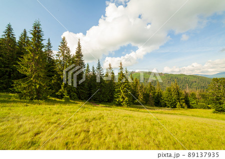 Beautiful nature and wonderful landscape with lush green forests and vegetation in the Synevyr valley of the Carpathian mountains in Ukraine. Fresh green meadows and blooming wildflowers. Beautiful nature and wonderful landscape with lush green forests and vegetation in the Synevyr valley of the Carpathian mountains in Ukraine. Fresh green meadows and blooming wildflowers. 89137935