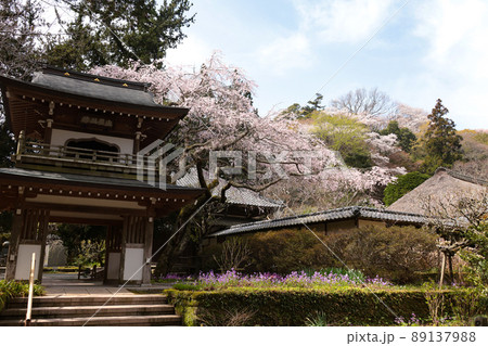 春の鎌倉浄智寺 春の鎌倉浄智寺 89137988