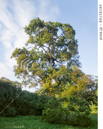 Chamaecyparis lawsoniana, known as Port Orford cedar or Lawson cypress and other trees and shrubs in recreation park. 89138184
