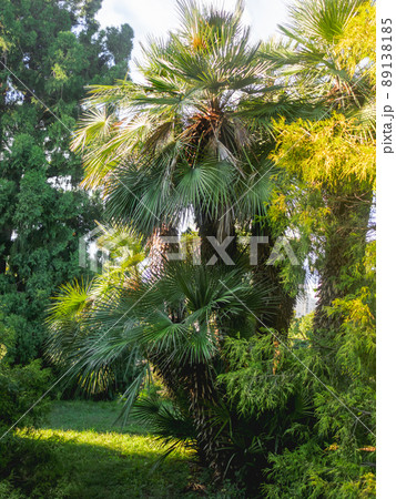 Chamaerops humilis, variously called European fan palm or the Mediterranean dwarf palm. Recreation park at sunset. 89138185