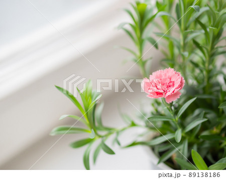 Pink flower of Dianthus chinensis, commonly known as rainbow pink or China pink. Blooming houseplant on window sill. 89138186