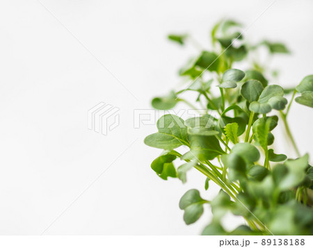 Horizontal banner with micro greens and copy space. Growing micro plants at home for health or vegan nutrition. Seed germination at home. 89138188