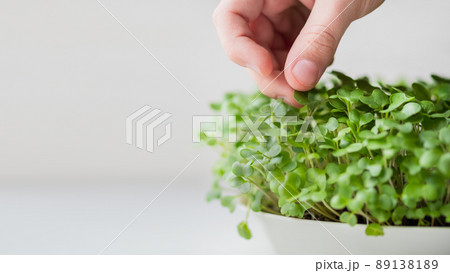 Little kid is touching micro greens. Growing micro plants at home for health or vegan nutrition. Seed germination at home. Banner with copy space. 89138189