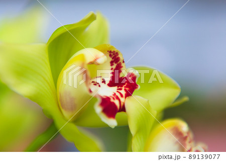 シンビジュームの花 シンビジュームの花 89139077